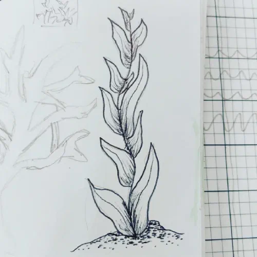 More underwater plants #sketchbook #ink #coral