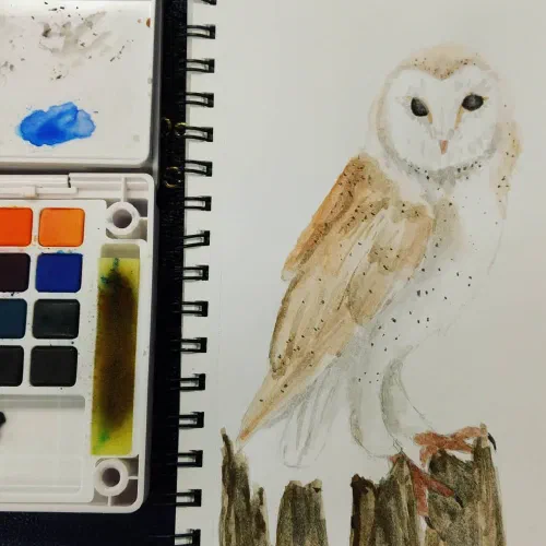 Working from a photograph by Russell G. Campbell. #sketchbook #watercolor #barnowl
