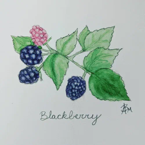 #watercolor #blackberry