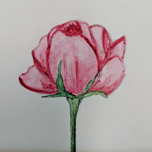 Some flowers I gave to students yesterday. #watercolor #tulip #flowers